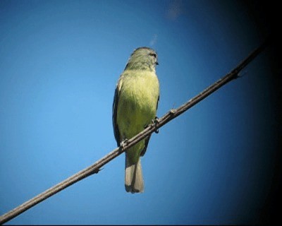 Yellow-crowned Tyrannulet - ML201973331