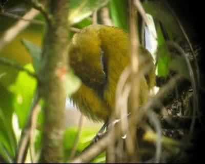 Olive-backed Tanager - ML201973381