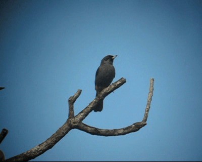 Greater Flowerpiercer - ML201973391