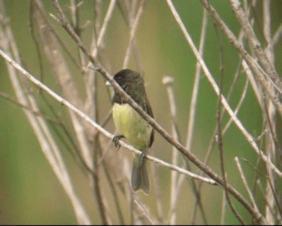 Yellow-bellied Seedeater - ML201973431