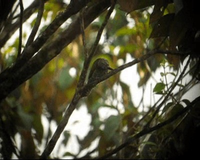 Red-rumped Woodpecker - ML201973481