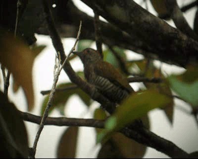 Red-rumped Woodpecker - ML201973491