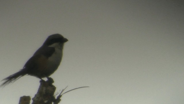 Mountain Shrike - ML201973601