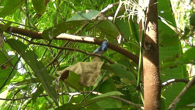 Black-naped Monarch - ML201973631