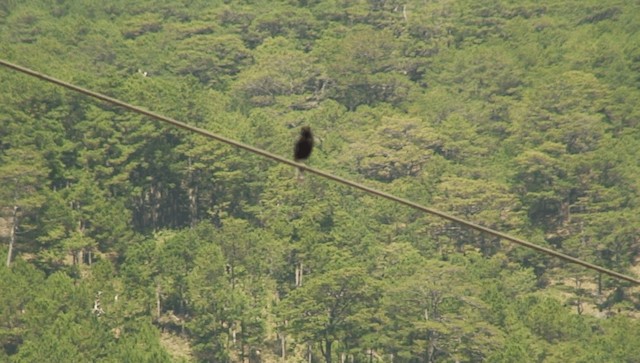 Pied Bushchat - ML201973671