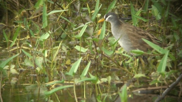 White-browed Crake - ML201973681