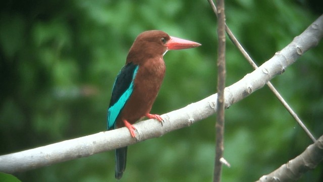 Brown-breasted Kingfisher - ML201973691