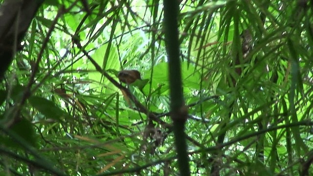 Rufous Paradise-Flycatcher (Northern) - ML201973741