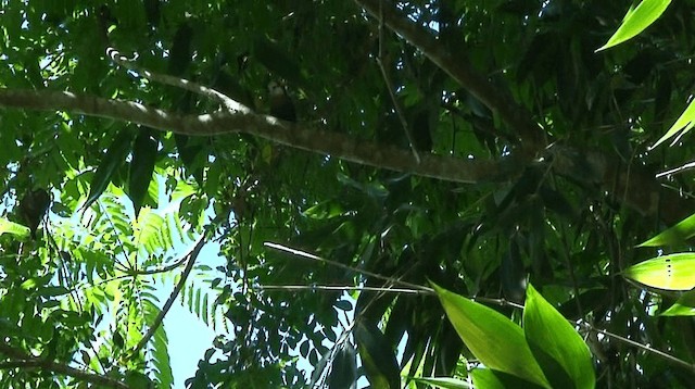 Scale-feathered Malkoha - ML201973751