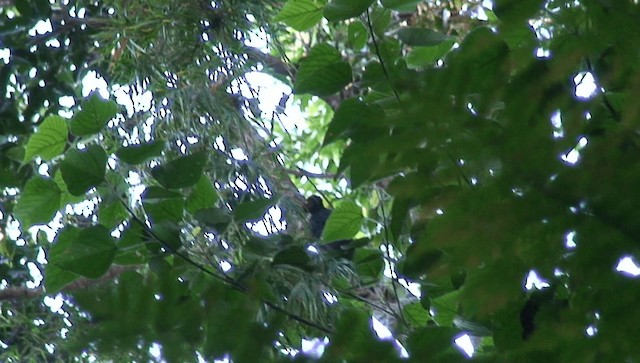 Northern Sooty-Woodpecker - ML201973761