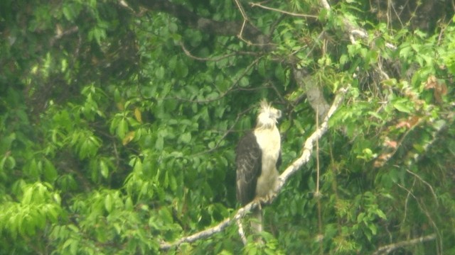 Philippine Eagle - ML201973781