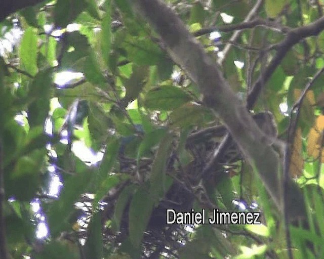 Cream-breasted Fruit-Dove - ML201973791