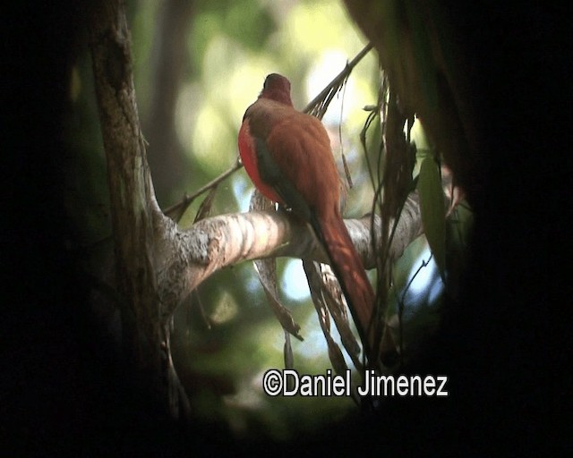 trogon filipínský - ML201973801