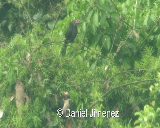 Luzon Hornbill - ML201973821