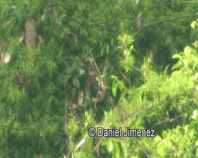Luzon Hornbill - ML201973831