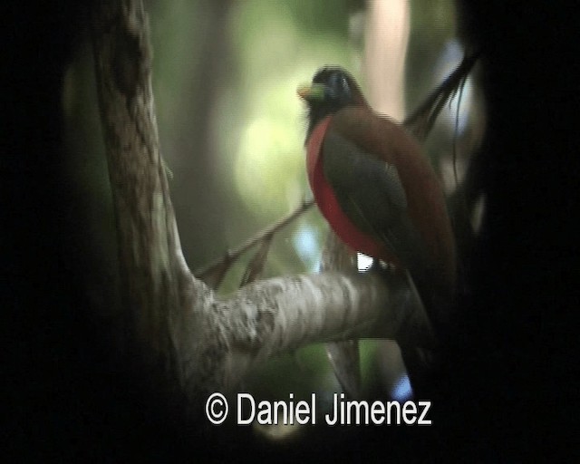Philippine Trogon - ML201973841