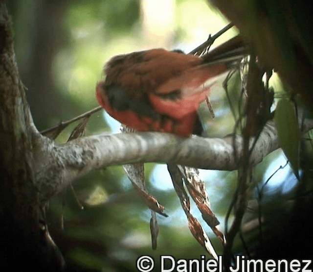 Philippine Trogon - ML201973851