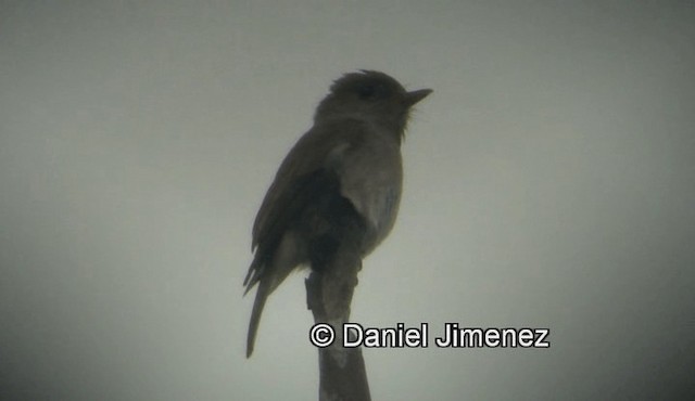 Ashy-breasted Flycatcher - ML201973871