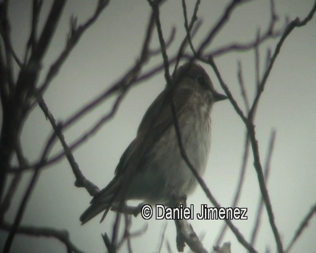 Gray-streaked Flycatcher - ML201973891