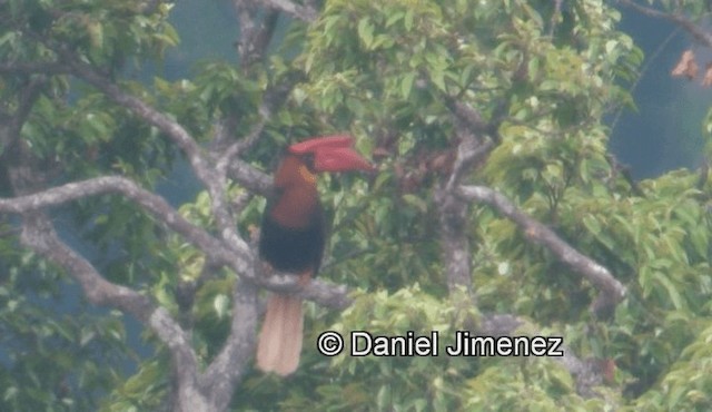 Rufous Hornbill (Northern) - ML201973941