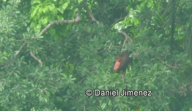 Rufous Hornbill (Northern) - ML201973951