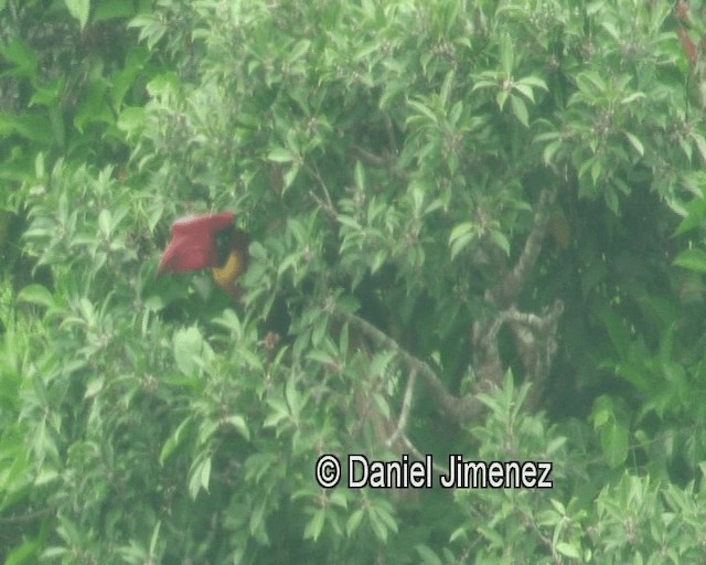 Rufous Hornbill (Northern) - ML201973961