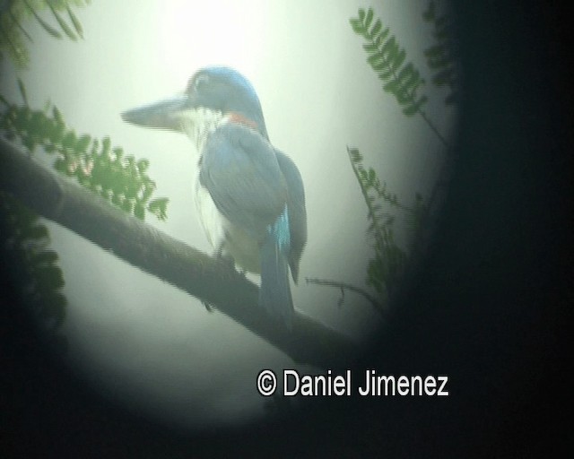 Rufous-lored Kingfisher - ML201973971