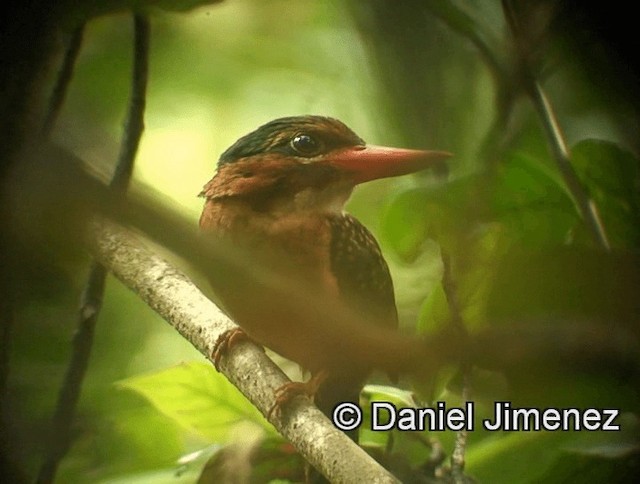 Blue-capped Kingfisher - ML201974061