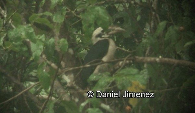 Mindanao Hornbill - ML201974071