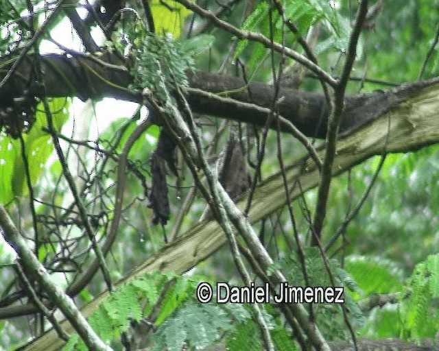 Rufous-fronted Tailorbird - ML201974101