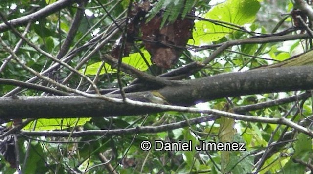 Rufous-fronted Tailorbird - ML201974121