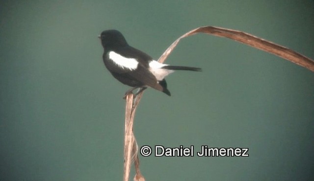 Pied Bushchat - ML201974141