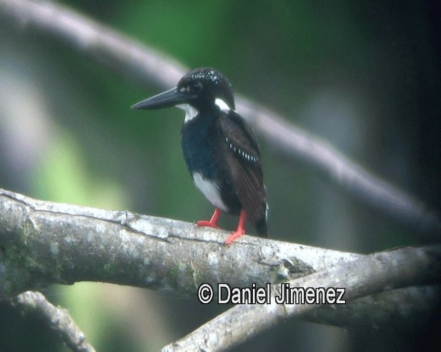 Southern Silvery-Kingfisher - ML201974171