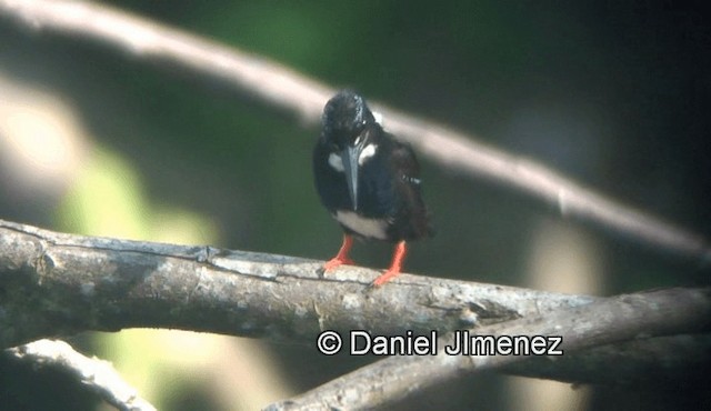 Southern Silvery-Kingfisher - ML201974181