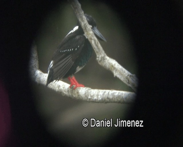 Southern Silvery-Kingfisher - ML201974191