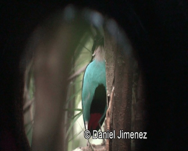 Azure-breasted Pitta - ML201974211