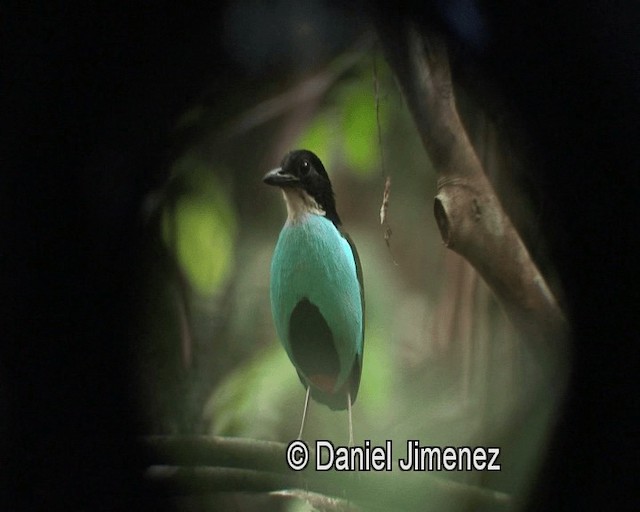 Azure-breasted Pitta - ML201974221