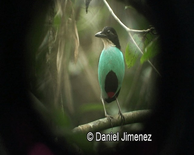 Azure-breasted Pitta - ML201974231