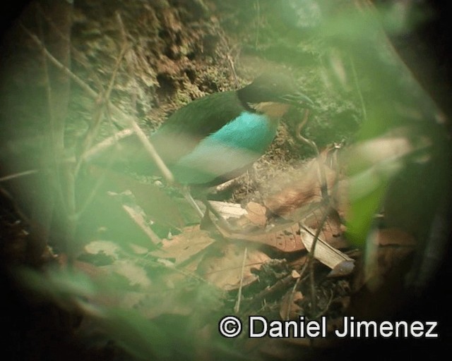 Azure-breasted Pitta - ML201974241