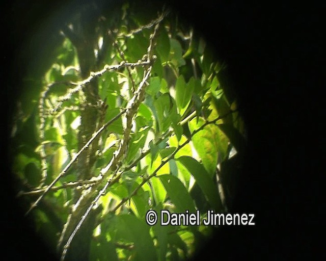 Orange-bellied Flowerpecker - ML201974281