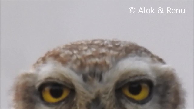 Spotted Owlet - ML201974341