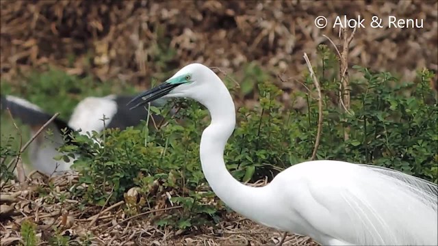 Great Egret (modesta) - ML201974401