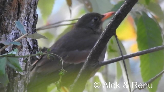 Gray-winged Blackbird - ML201974441