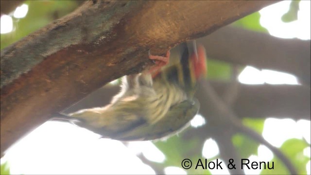 Coppersmith Barbet - ML201974451