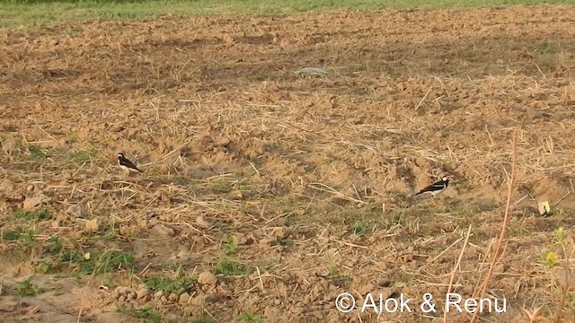 Indian Pied Starling - ML201974461