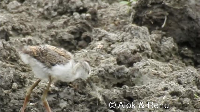 Black-winged Stilt - ML201974491