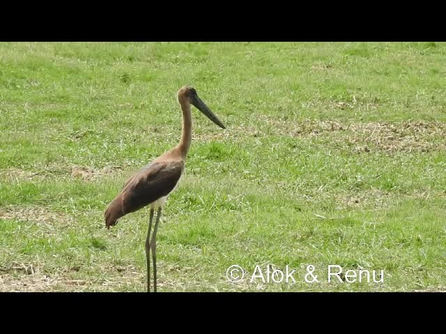 Black-necked Stork - ML201974621