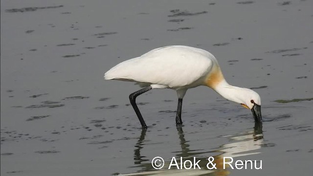 Eurasian Spoonbill - ML201974631