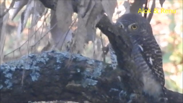 Asian Barred Owlet - ML201974641