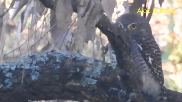 Asian Barred Owlet - ML201974641